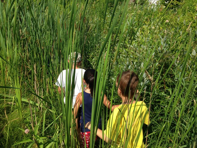 Campers in cattails.