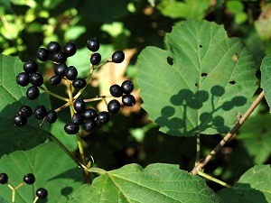 Maple-leaved viburnum
