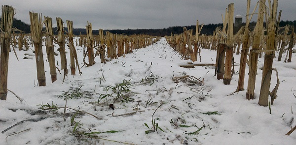 cover crop