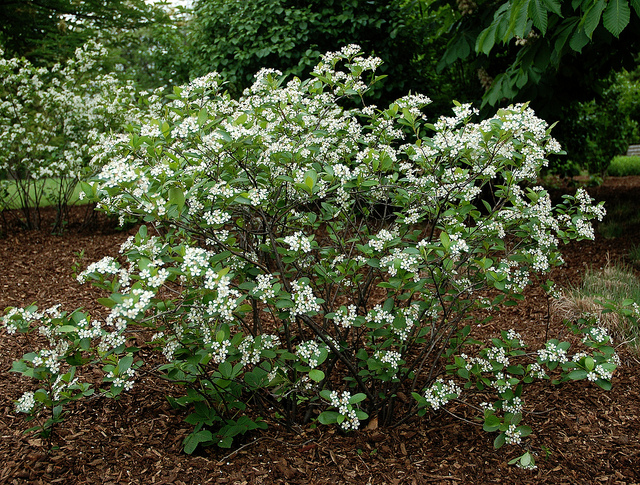 Aronia makes a beautiful, dense shrub with white flowers