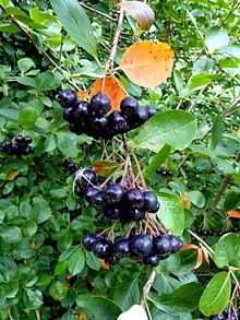 Aronia melanocarpa "Black chokeberry"