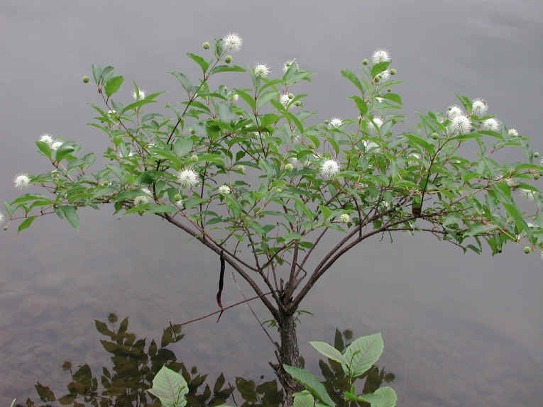 Buttonbush thrives in a variety of soils, including areas with frequent flooding!
