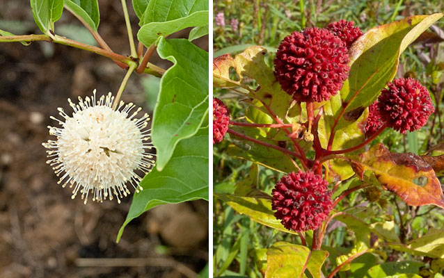 Buttonbush for Butterflies and Awesome Aronia