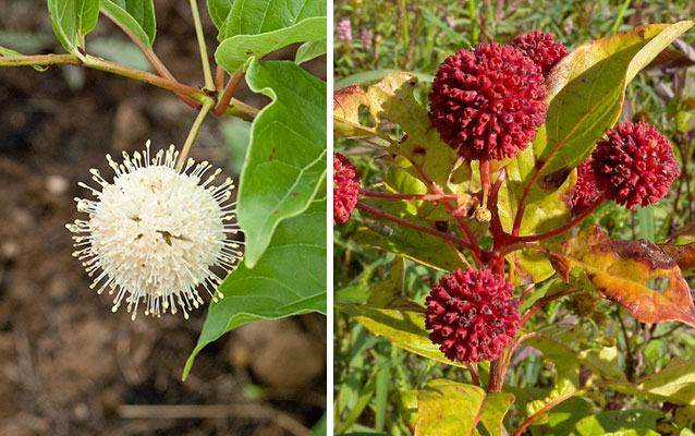 Buttonbush's white, pincushion-like flowers turn into crimson spheres in fall and winter.