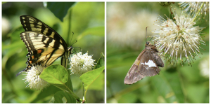 Butterflies love native Buttonbush