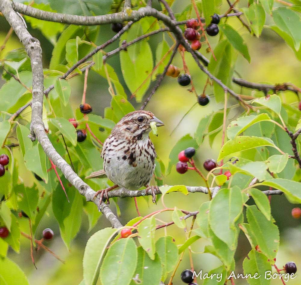 A song sparrow forages a caterpillar from a black cherry tree. Credit: Mary Anne Borge, the-natural-web.org