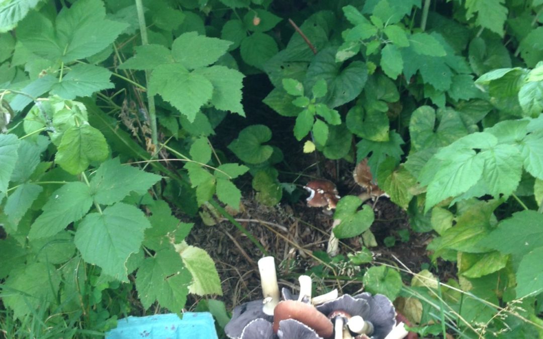 Grow Mushrooms Under Your Raspberries!