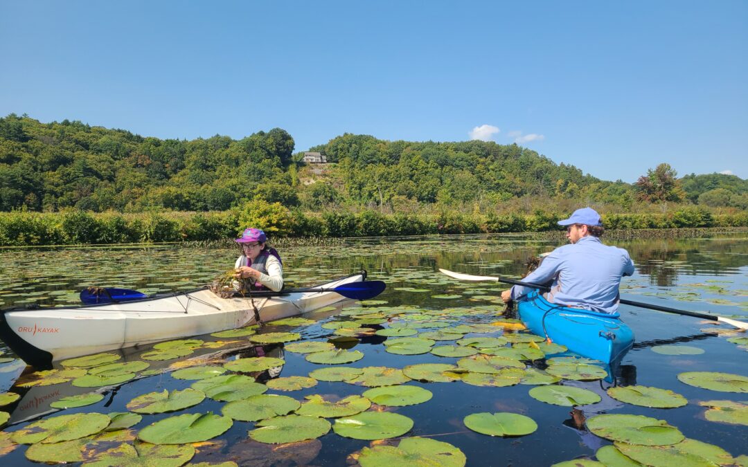 Terrestrial Invasive Species Outreach, Education and Removal