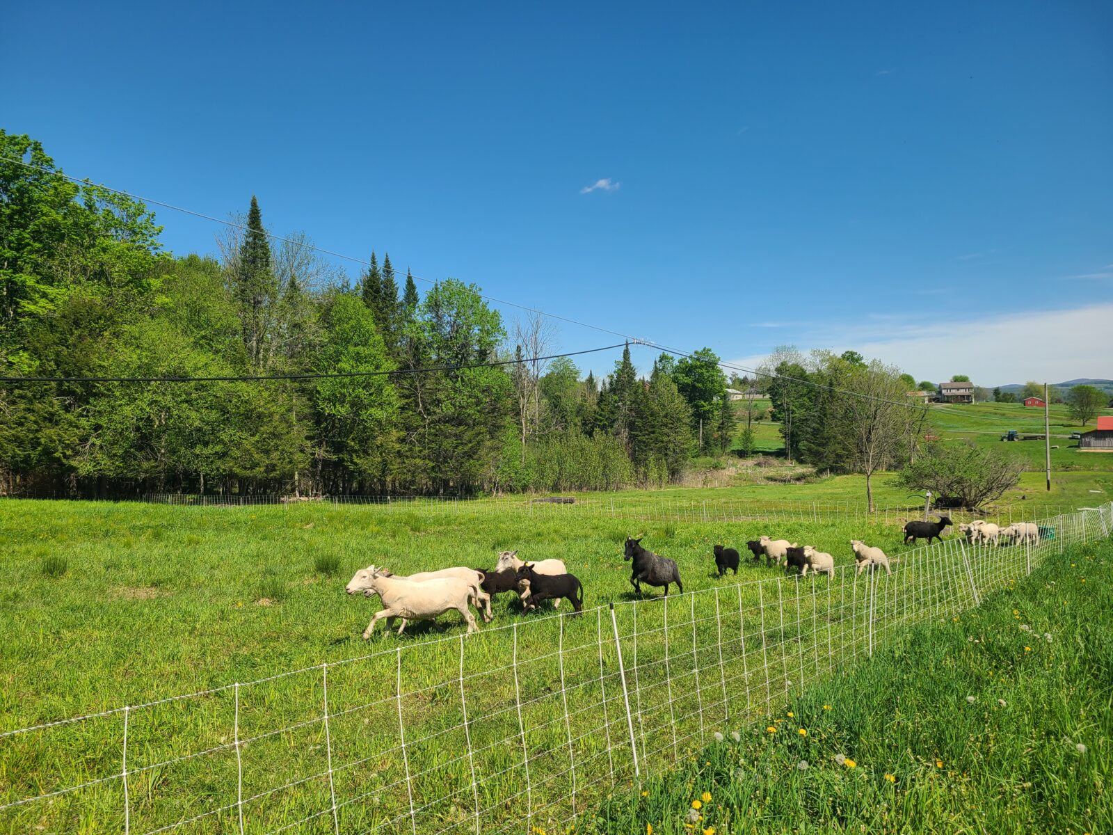 sheep